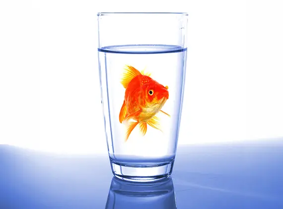 why-does-my-water-fish